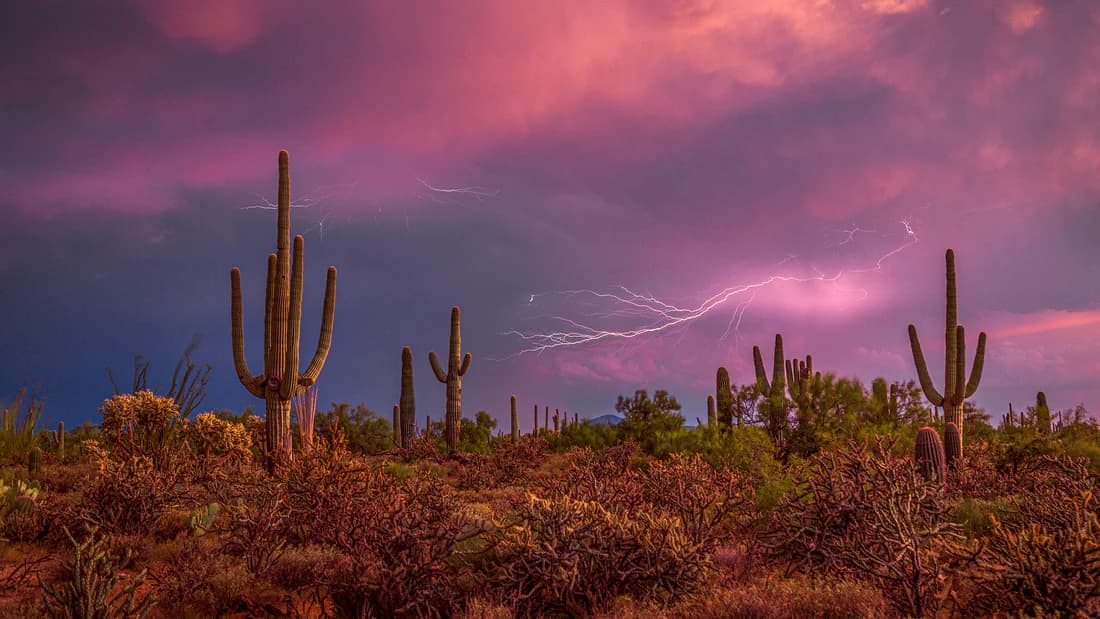 Saguaro cacti under a lightning storm at sunset in the Arizona desert