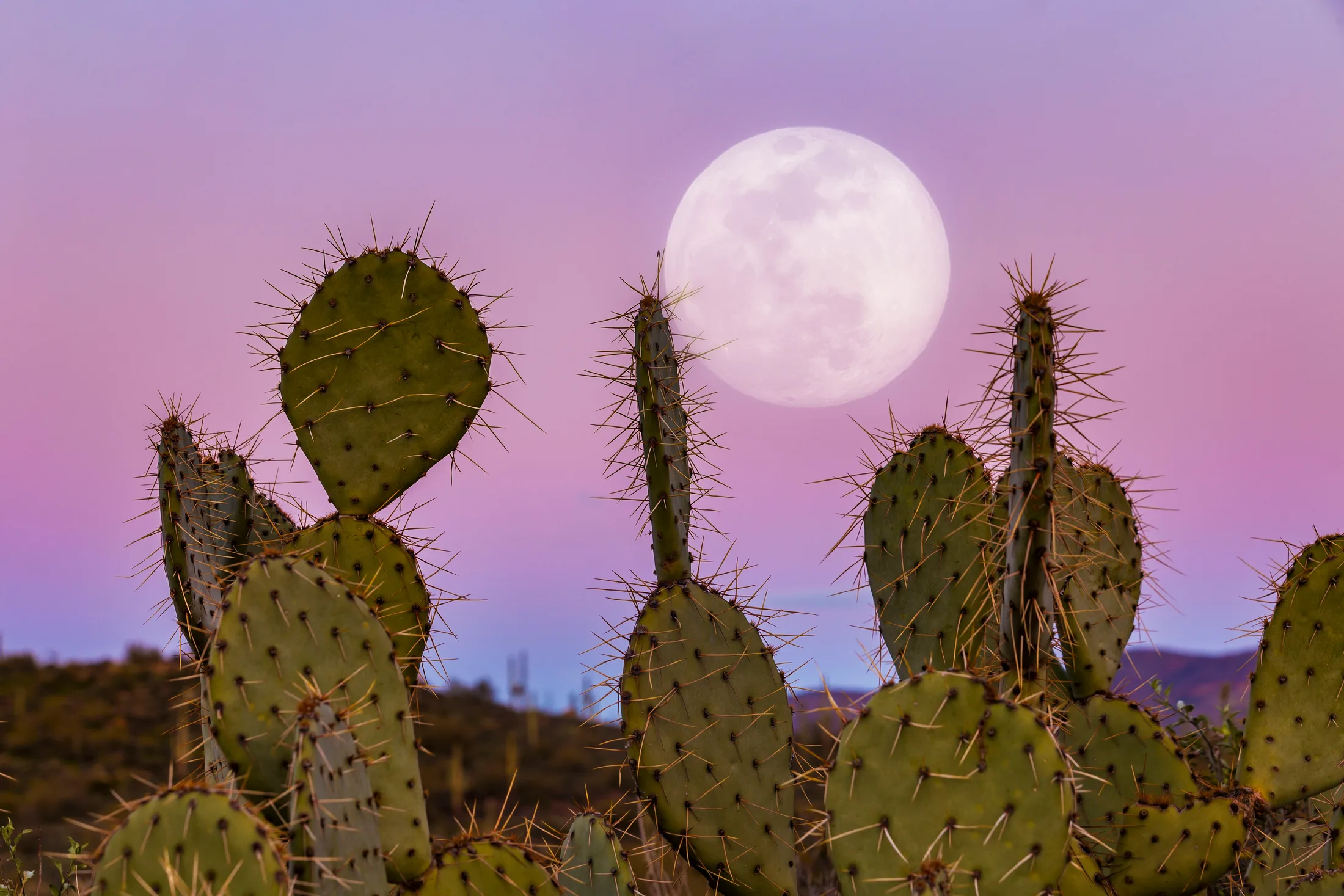 MMN (5) A Bug's Life Moon and Prickly Pear Cactus Apache Junction AZ A Bug's Life Moon and Prickly Pear Cactus Apache Junction AZ, a fine art photograph by Michael Joseph Baca