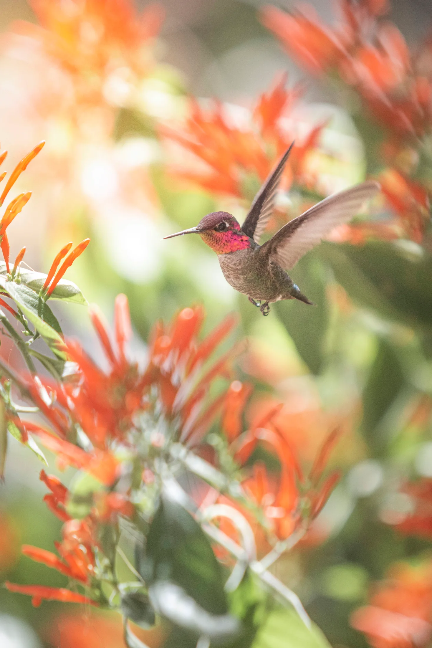 MAN (39) Anna's Hummingbird Boyce Thompson Arboretum Anna's Hummingbird Boyce Thompson Arboretum, animals, a fine art photograph by Michael Joseph Baca
