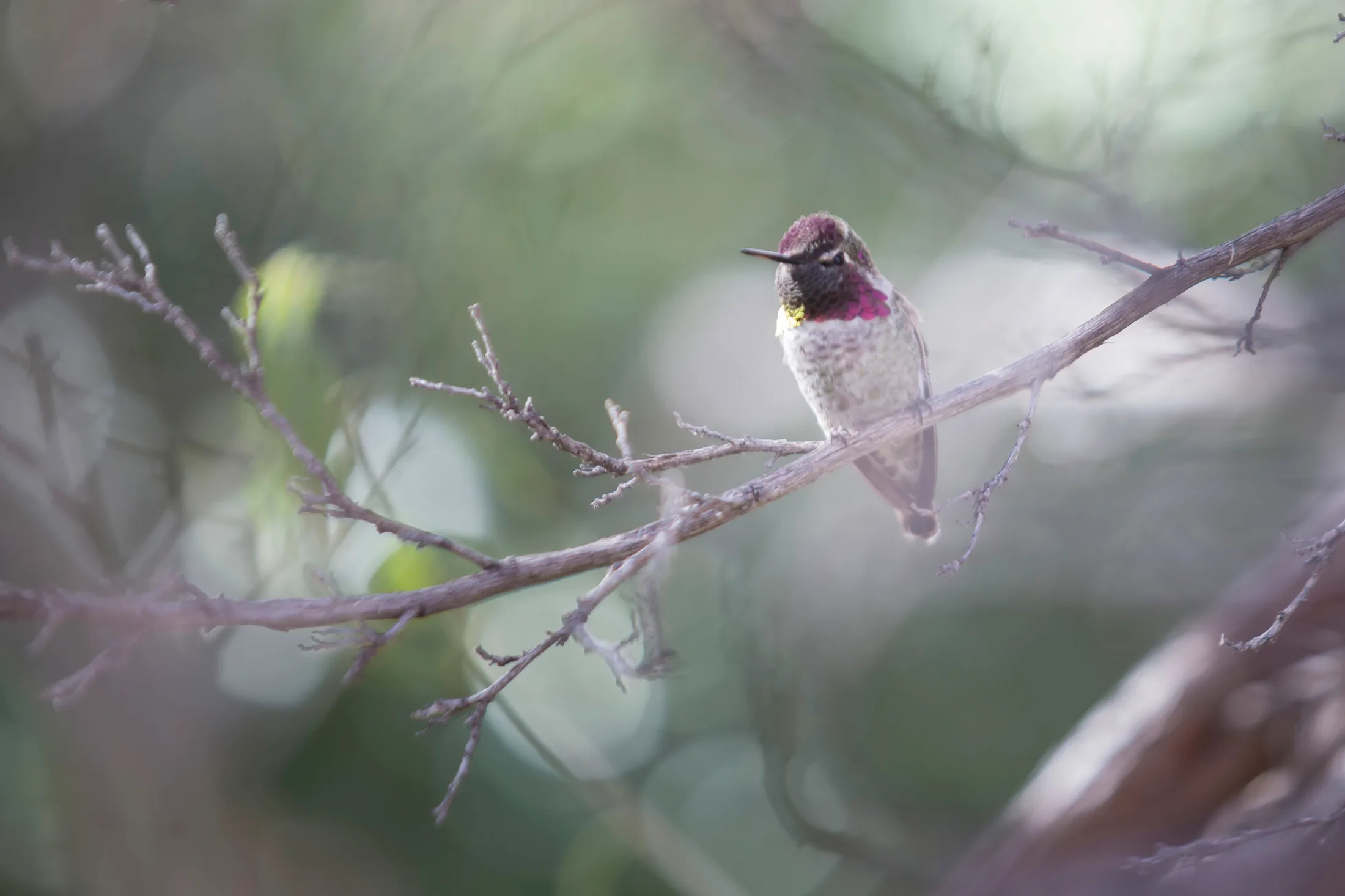 Man (16) Anna's Hummingbird Tucson AZ Anna's Hummingbird Tucson AZ, animals, a fine art photograph by Michael Joseph Baca, Casa de Baca Studios, Florence, Arizona
