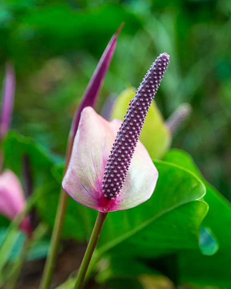 FJ028 Anthurium Purple Flamingo Flower Hawaii Tropical Bioreserve and Garden Anthurium Purple Flamingo Flower Hawaii Tropical Bioreserve and Garden, flowers and plants, a fine art photograph