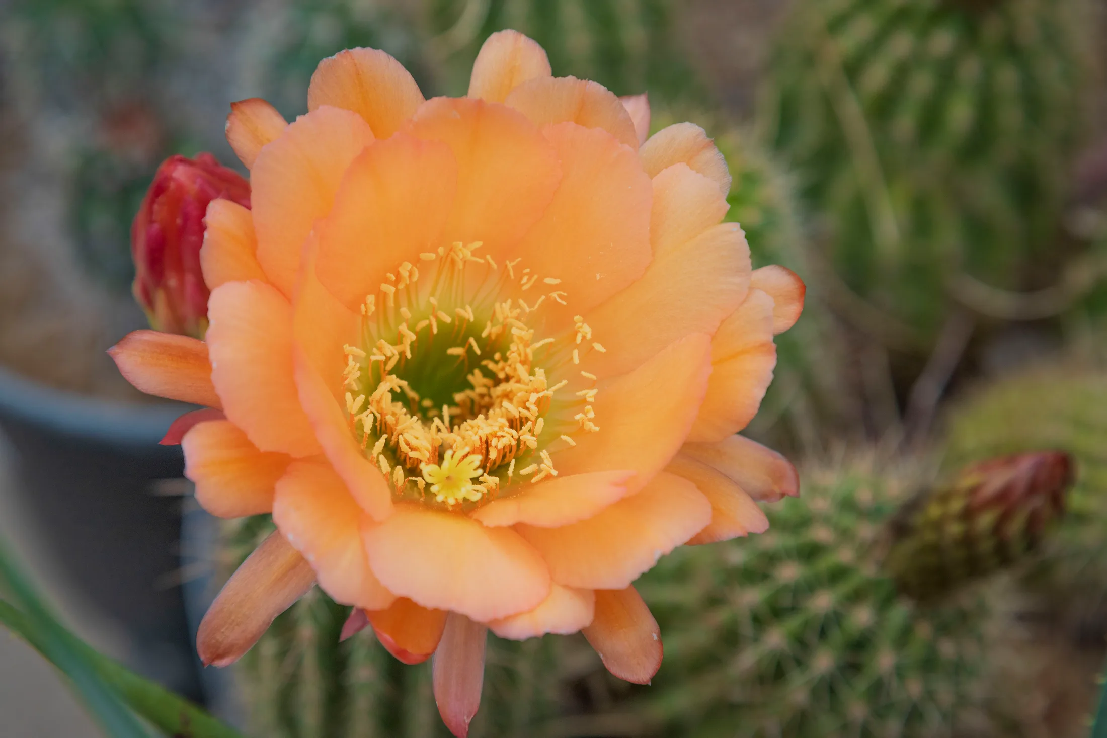 MFL (22) 'Apricot Glow' Cactus Flower Boyce Thompson Arboretum 'Apricot Glow' Cactus Flower Boyce Thompson Arboretum, flowers and plants, a fine art photograph by Michael Joseph Baca