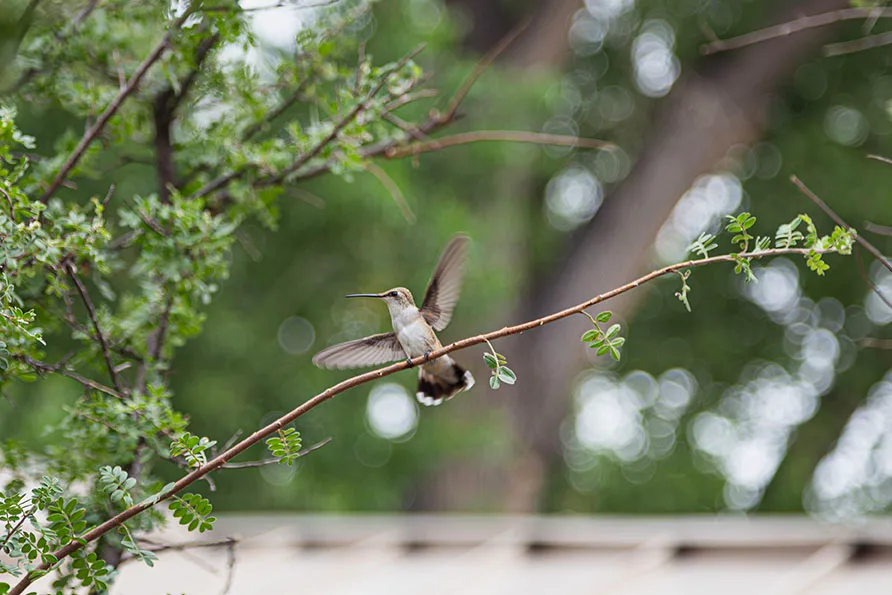 JZ015 Archilochus Hummingbird about to fly San Pedro Riparian National Conservation Area Archilochus Hummingbird about to fly San Pedro Riparian National Conservation Area, animals, a fine art photograph