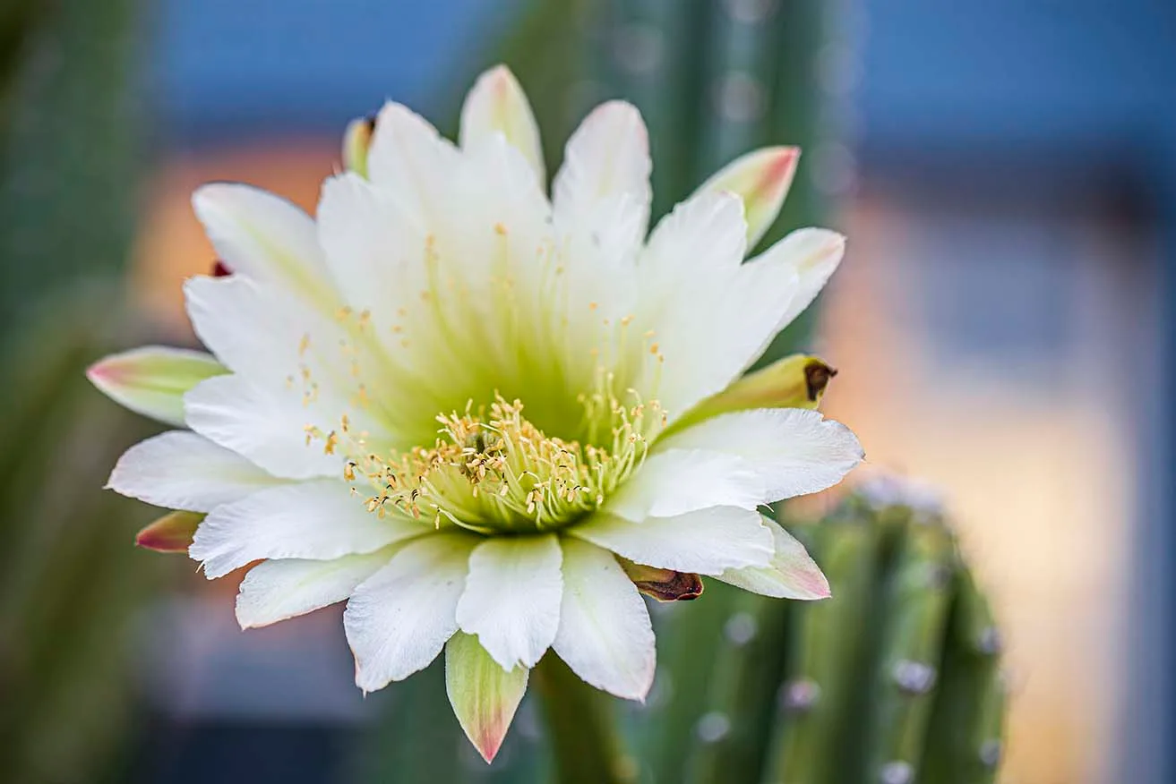 FJ006 Bailey Street San Pedro Cactus Bailey Street San Pedro Cactus, flowers and plants, a fine art photograph by Janell Evelyn Baca