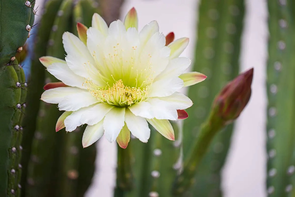 FJ008 Bailey Street San Pedro Cactus Bailey Street San Pedro Cactus, flowers and plants, a fine art photograph by Janell Evelyn Baca