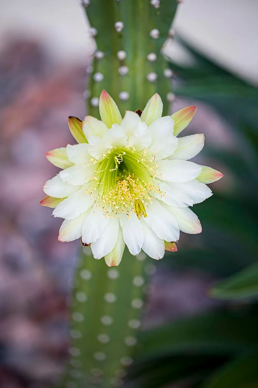 FJ009 Bailey Street San Pedro Cactus Bailey Street San Pedro Cactus, flowers and plants, a fine art photograph by Janell Evelyn Baca