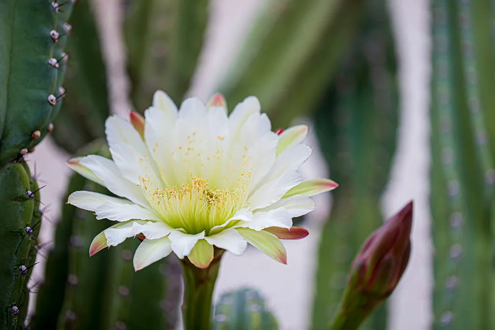 FJ005 Bailey Street San Pedro Cactus Bailey Street San Pedro Cactus, flowers and plants, a fine art photograph by Janell Evelyn Baca