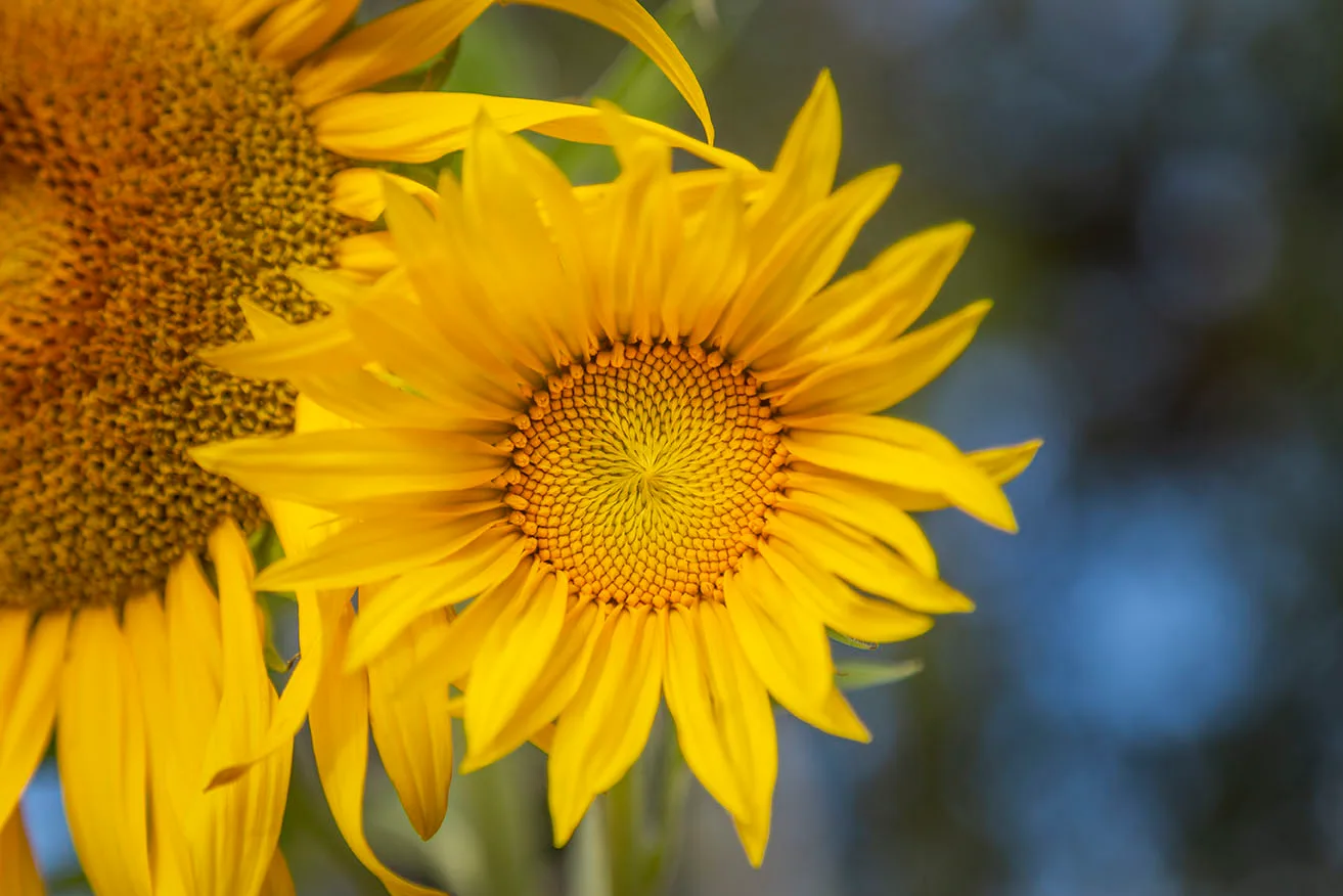 FJB84 Bailey Street Sunflowers Florence AZ Bailey Street Sunflowers Florence AZ, a fine art photograph by Janell Evelyn Baca, Casa de Baca Studios, Florence, Arizona