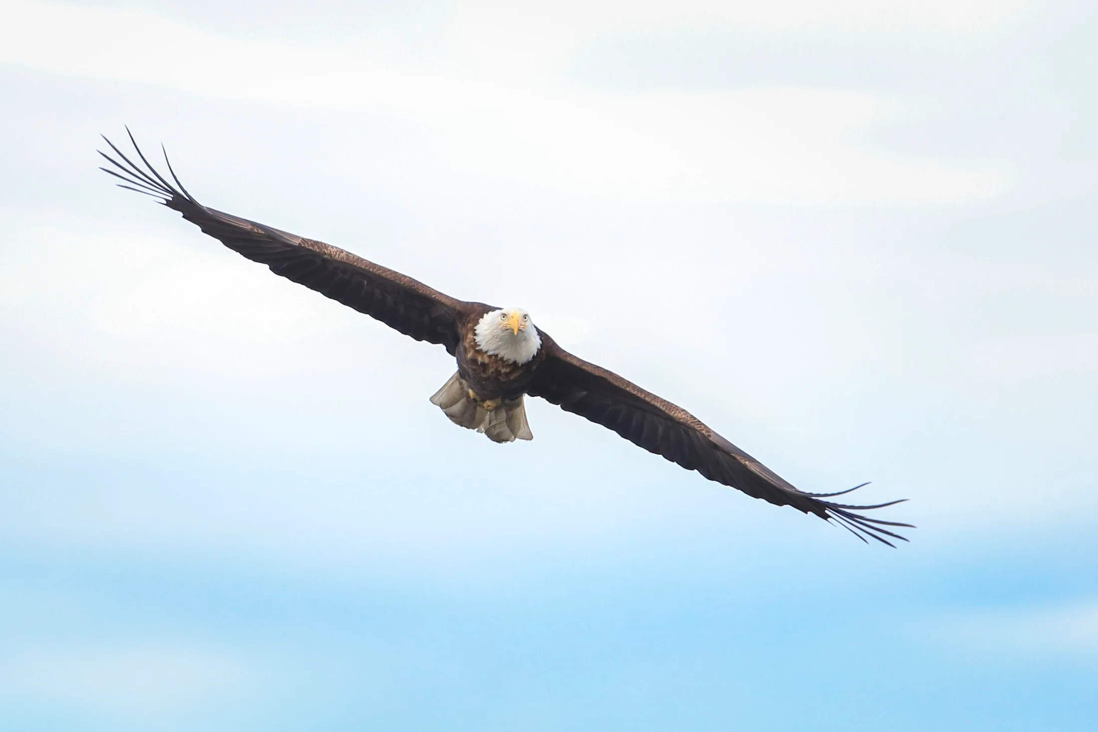 MAN (32) Bald Eagle Alaska Bald Eagle Alaska, animals, a fine art photograph by Michael Joseph Baca, Casa de Baca Studios, Florence, Arizona