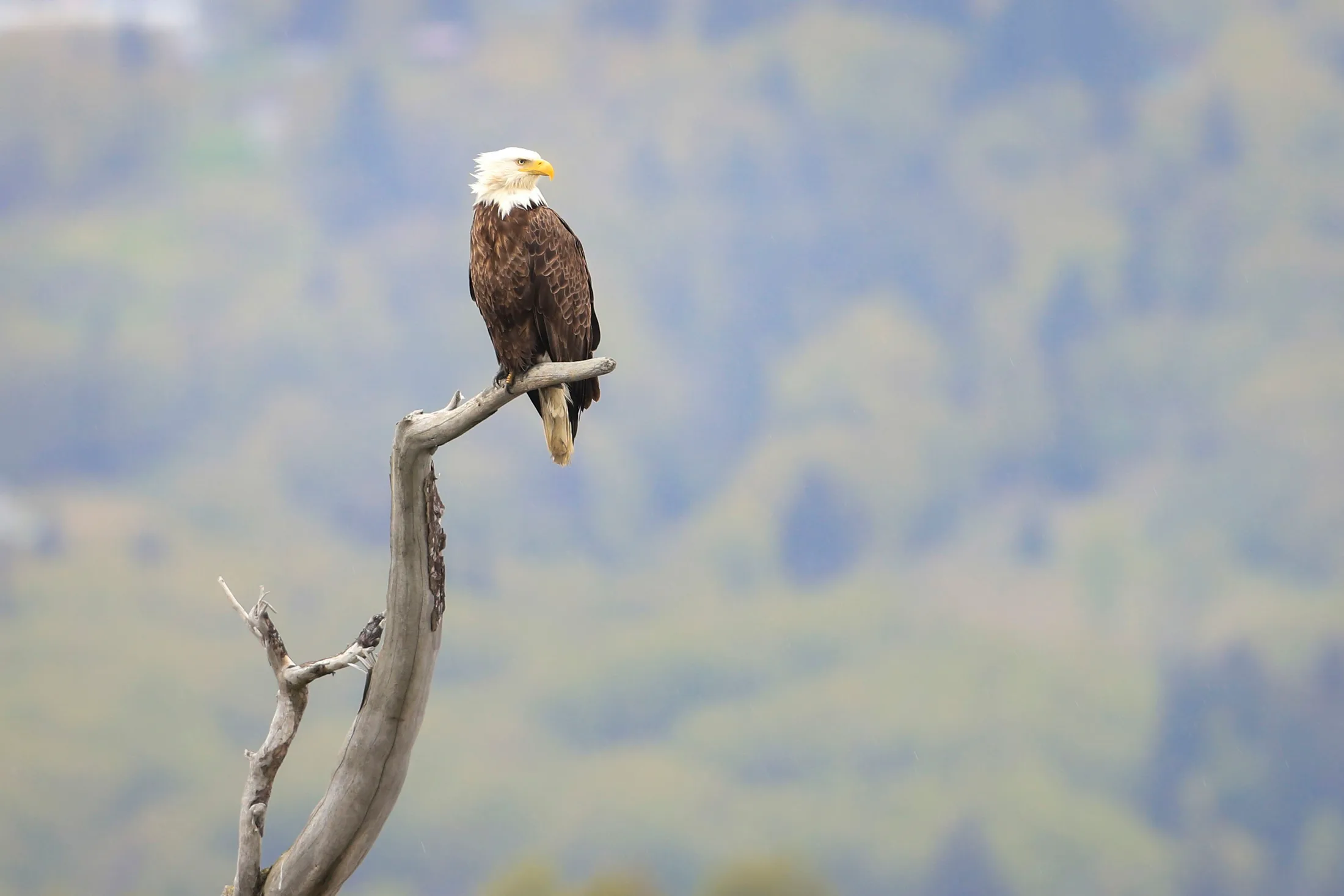 MAN (31) Bald Eagle Homer Alaska Bald Eagle Homer Alaska, animals, a fine art photograph by Michael Joseph Baca, Casa de Baca Studios, Florence, Arizona