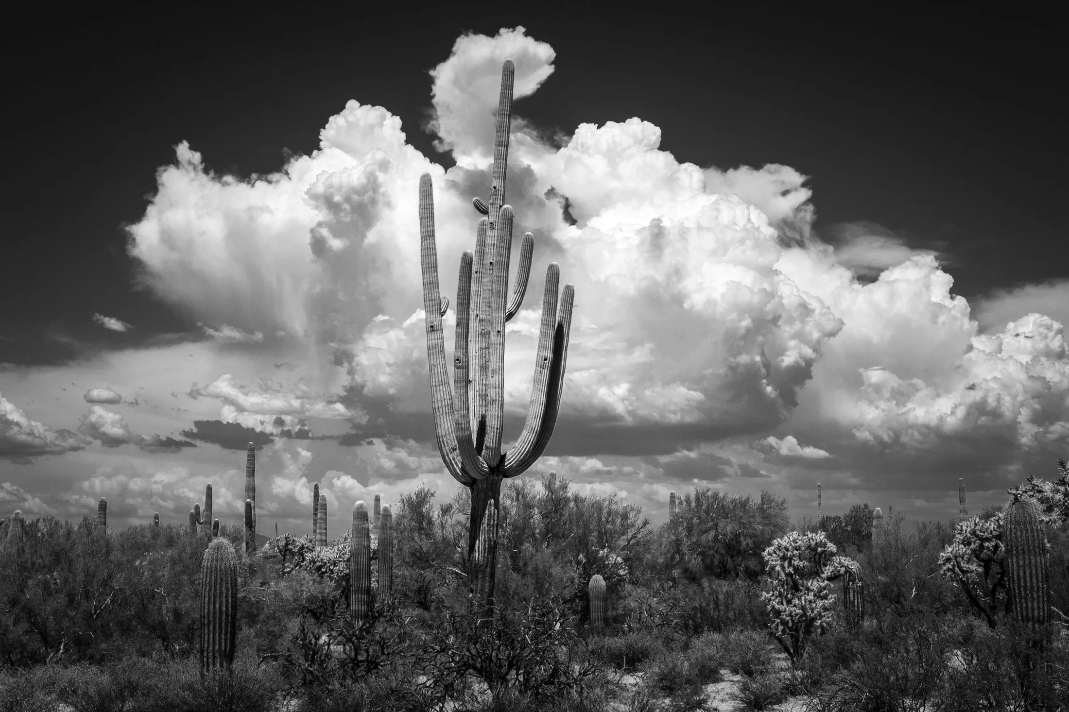 MLS (18) B&W Florence Az B&W Florence Az, landscape, a fine art photograph by Michael Joseph Baca, Casa de Baca Studios, Florence, Arizona