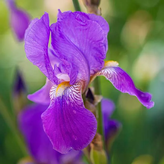 FJ021 Bearded Iris at Boyce Thompson Arboretum Bearded Iris at Boyce Thompson Arboretum, flowers and plants, a fine art photograph by Janell Evelyn Baca