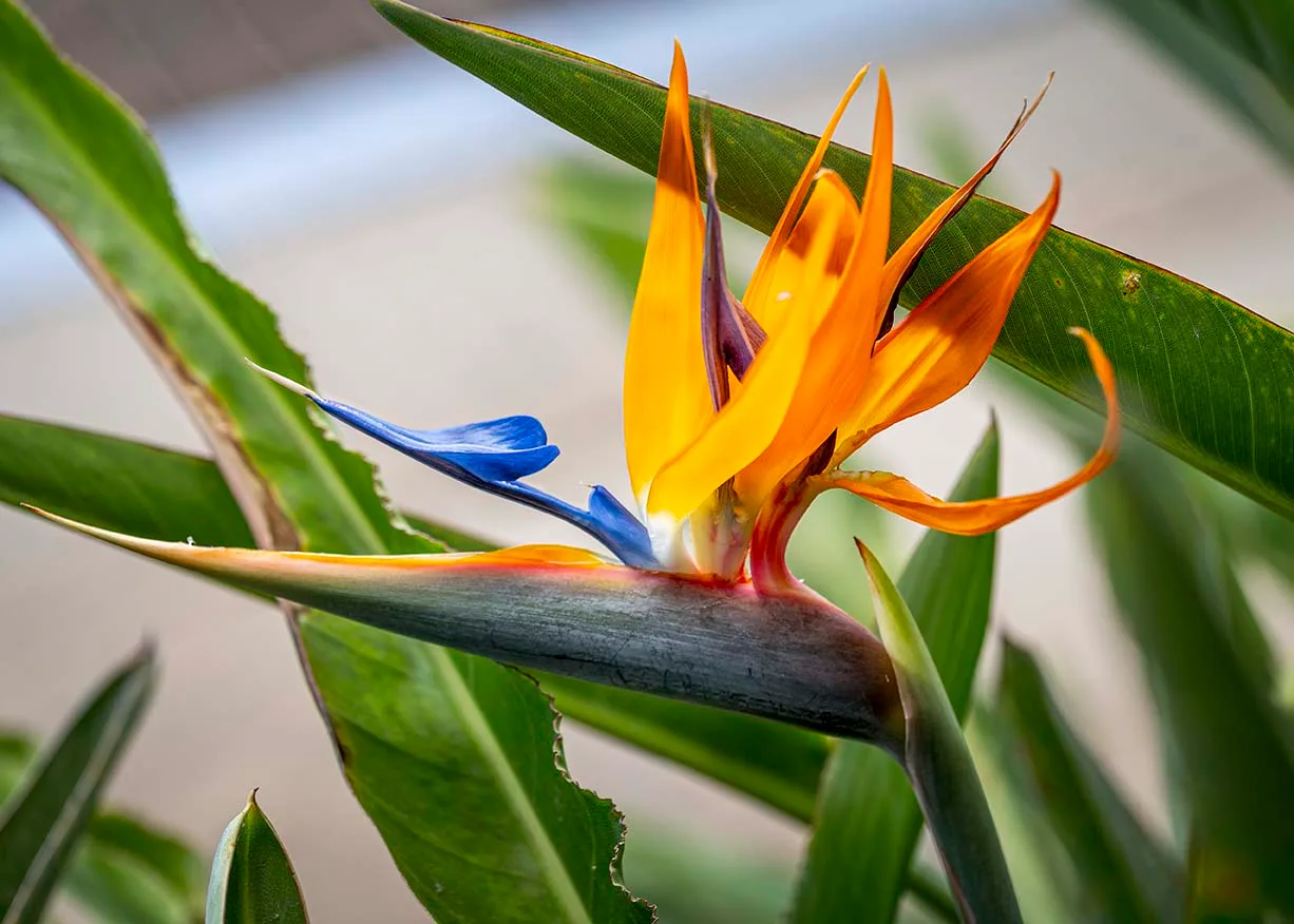 FJ030 Bird of Paradise Flower Big Island Hawaii Bird of Paradise Flower Big Island Hawaii, flowers and plants, a fine art photograph by Janell Evelyn Baca