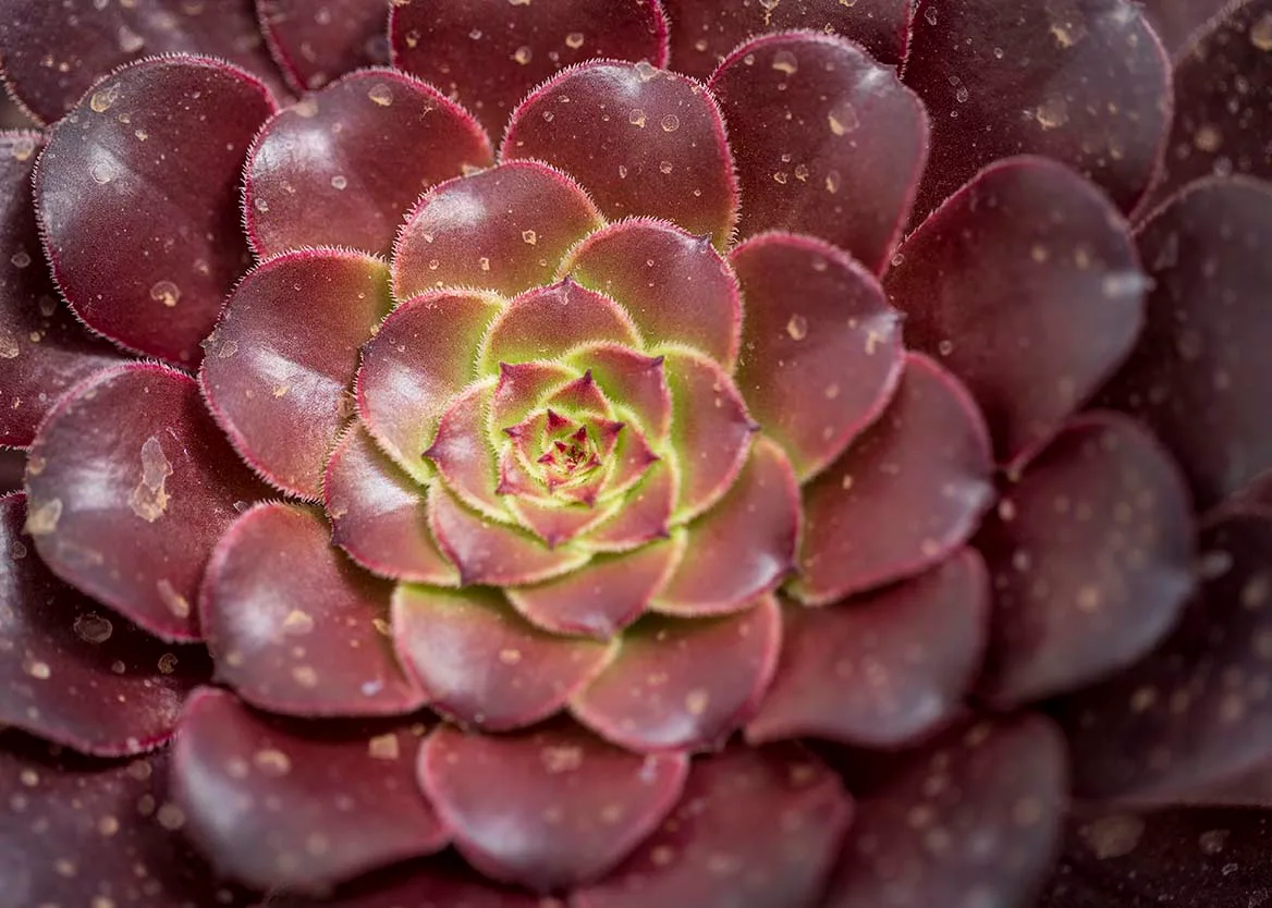 FJ024 'Black Rose' succulent at Boyce Thompson Arboretum 'Black Rose' succulent at Boyce Thompson Arboretum, flowers and plants, a fine art photograph by Janell Evelyn Baca