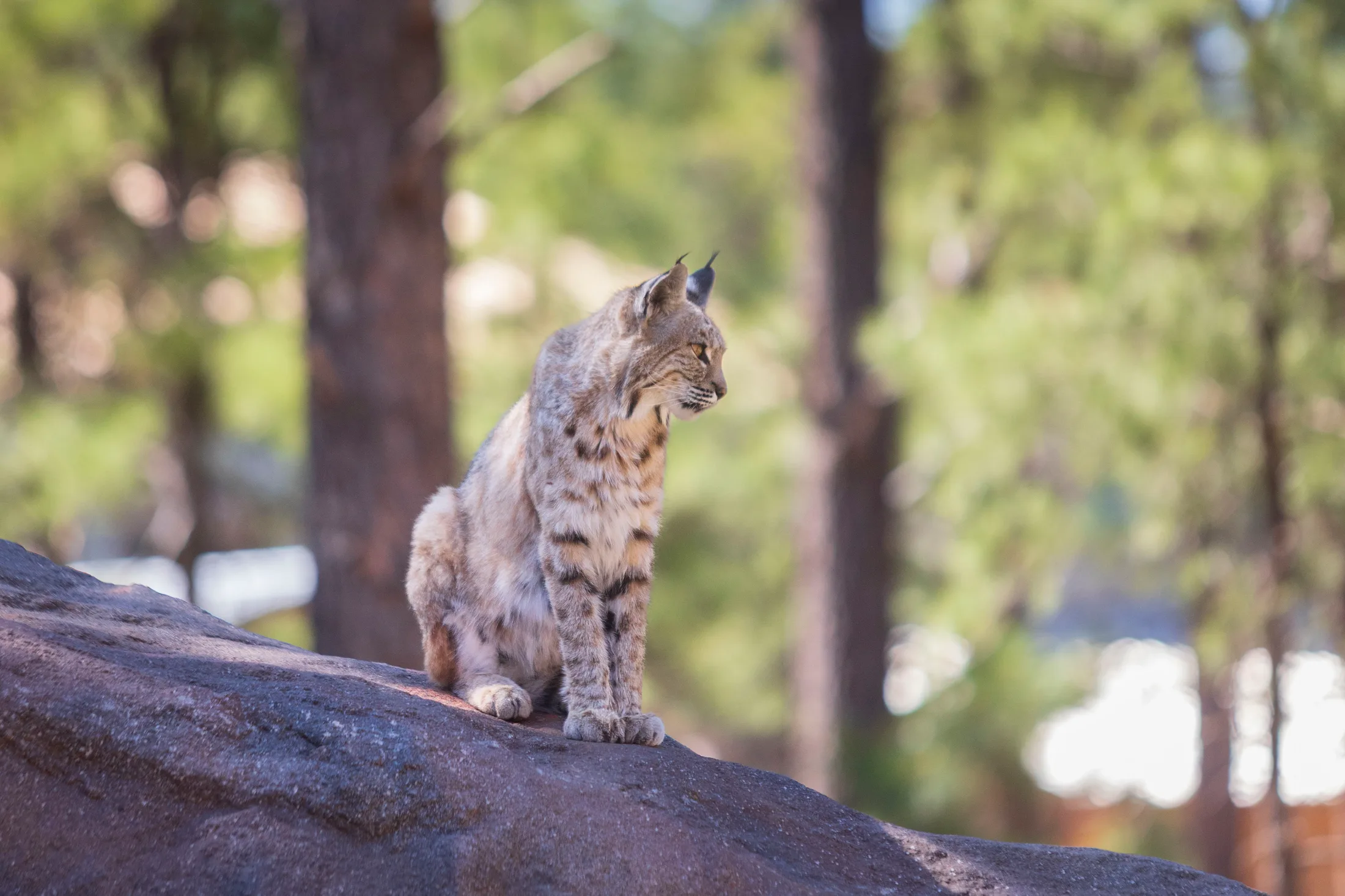 MAN (48) Bobcat at Bearizona Bobcat at Bearizona, animals, a fine art photograph by Michael Joseph Baca, Casa de Baca Studios, Florence, Arizona