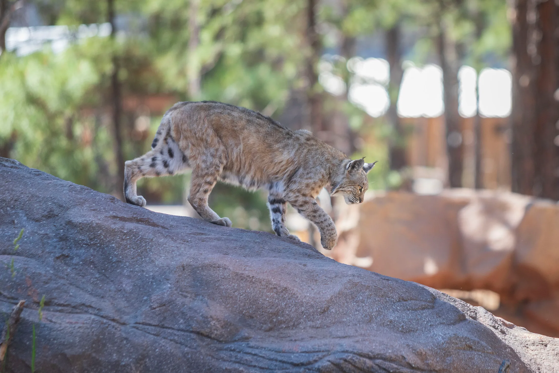 MAN (49) Bobcat at Bearizona Bobcat at Bearizona, animals, a fine art photograph by Michael Joseph Baca, Casa de Baca Studios, Florence, Arizona