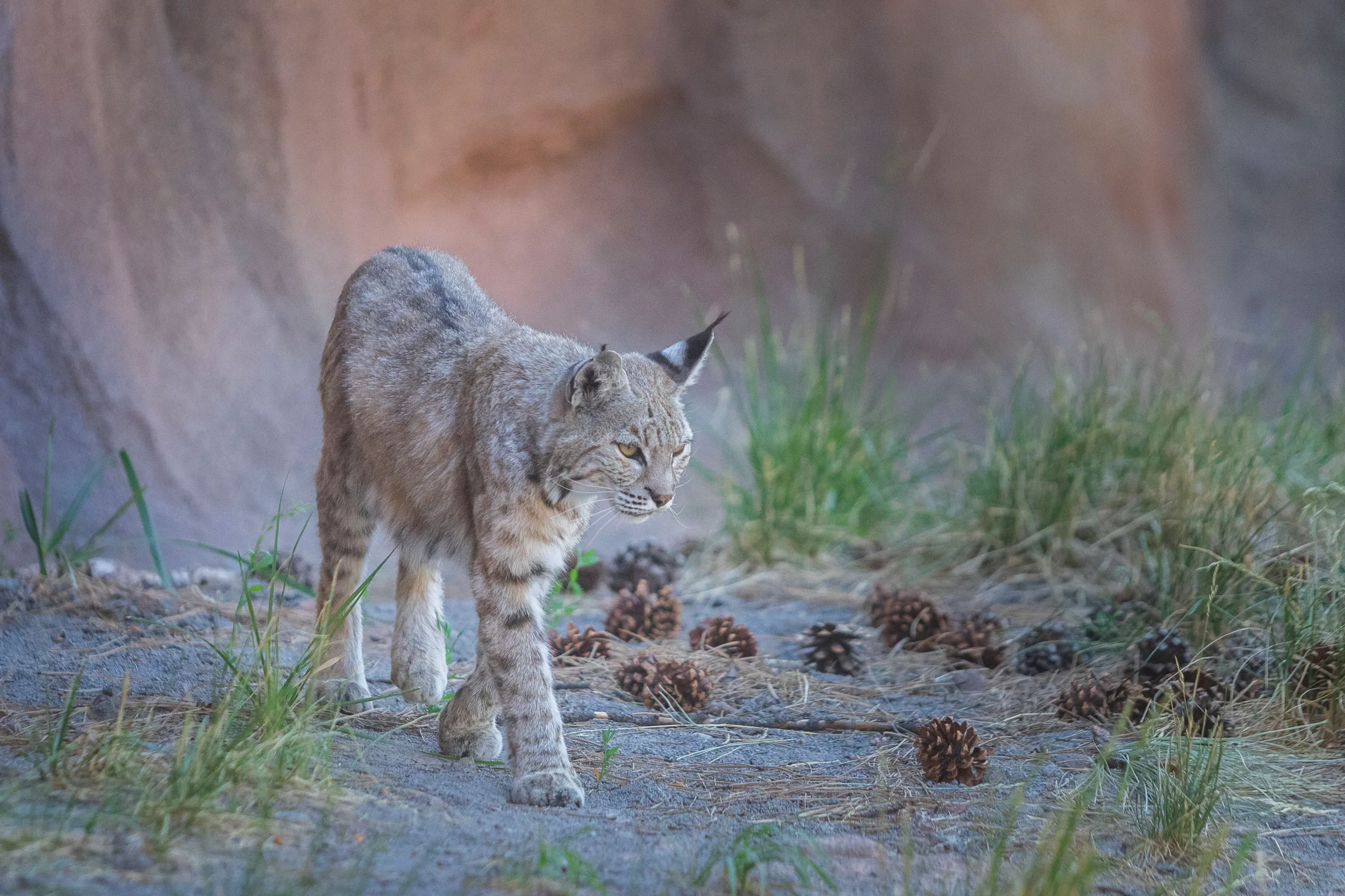 MAN (50) Bobcat at Bearizona Bobcat at Bearizona, animals, a fine art photograph by Michael Joseph Baca, Casa de Baca Studios, Florence, Arizona