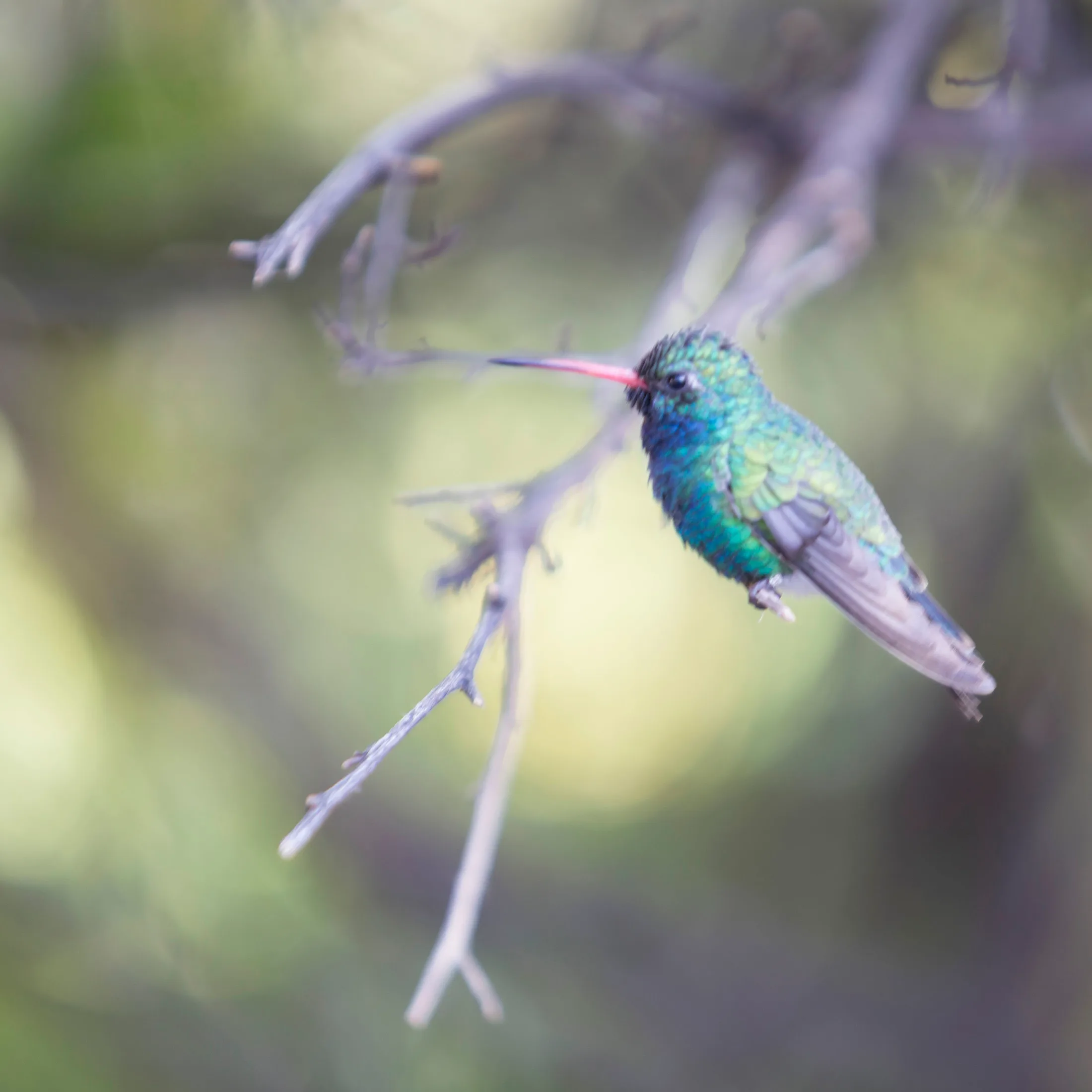 Man (18) Borad-billed Hummingbird Tucson AZ Borad-billed Hummingbird Tucson AZ, animals, a fine art photograph by Michael Joseph Baca
