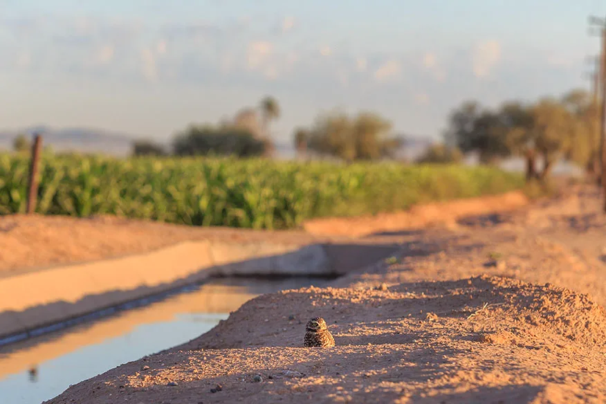 JZ017 Burrowing Owl Coolidge AZ Burrowing Owl Coolidge AZ, animals, a fine art photograph by Janell Evelyn Baca, Casa de Baca Studios, Florence, Arizona