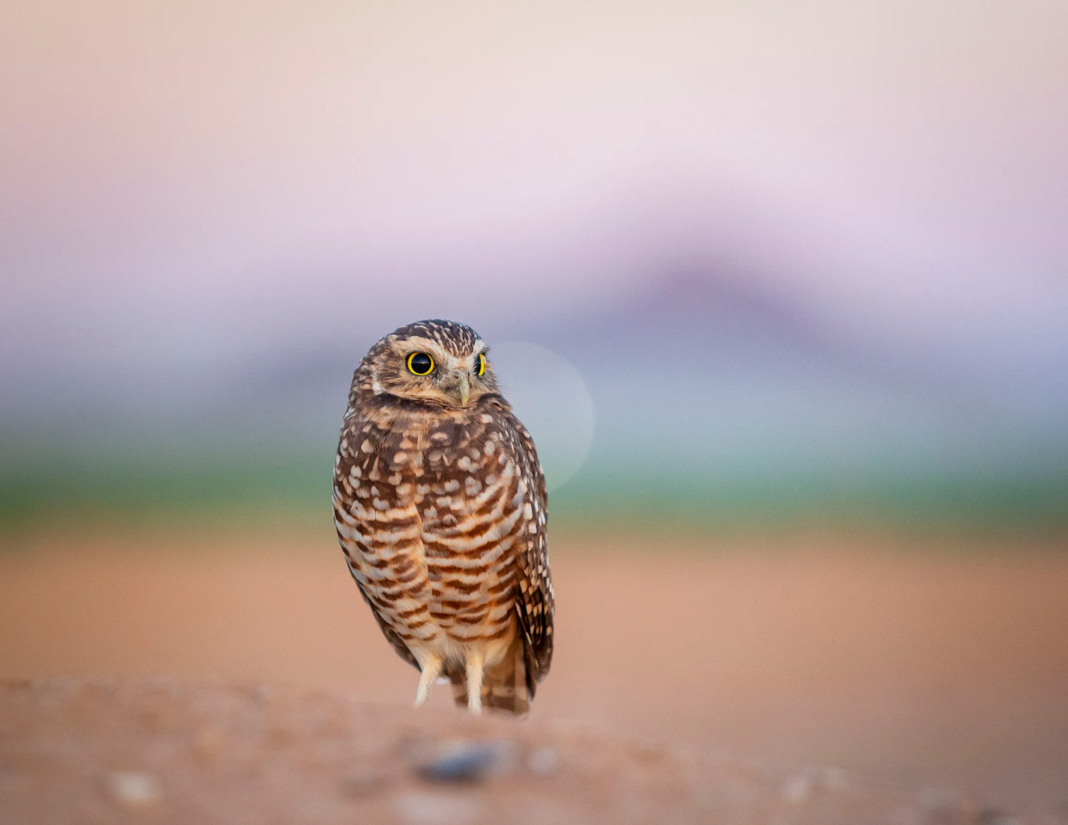 MAN (58) Burrowing Owl Coolidge AZ Burrowing Owl Coolidge AZ, animals, a fine art photograph by Michael Joseph Baca, Casa de Baca Studios, Florence, Arizona