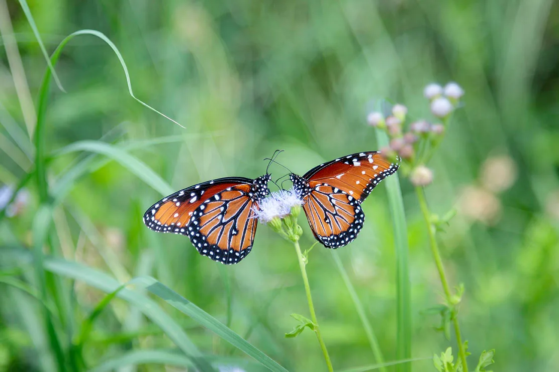 JZ021 Butterflies in Tubac Butterflies in Tubac, animals, a fine art photograph by Janell Evelyn Baca, Casa de Baca Studios, Florence, Arizona