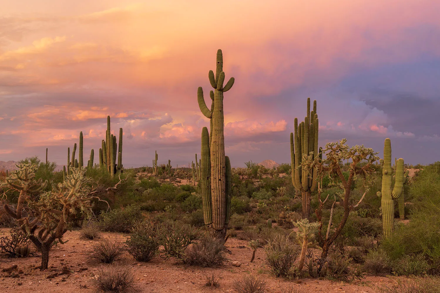 JS047 Cactus Monsoon Sunset Grayback Mtn Florence AZ Cactus Monsoon Sunset Grayback Mtn Florence AZ, a fine art photograph by Janell Evelyn Baca