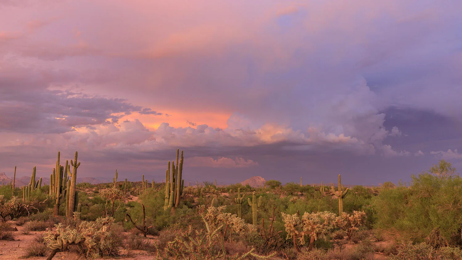 JS048 Cactus Sunset Grayback Mountain Florence AZ Cactus Sunset Grayback Mountain Florence AZ, a fine art photograph by Janell Evelyn Baca