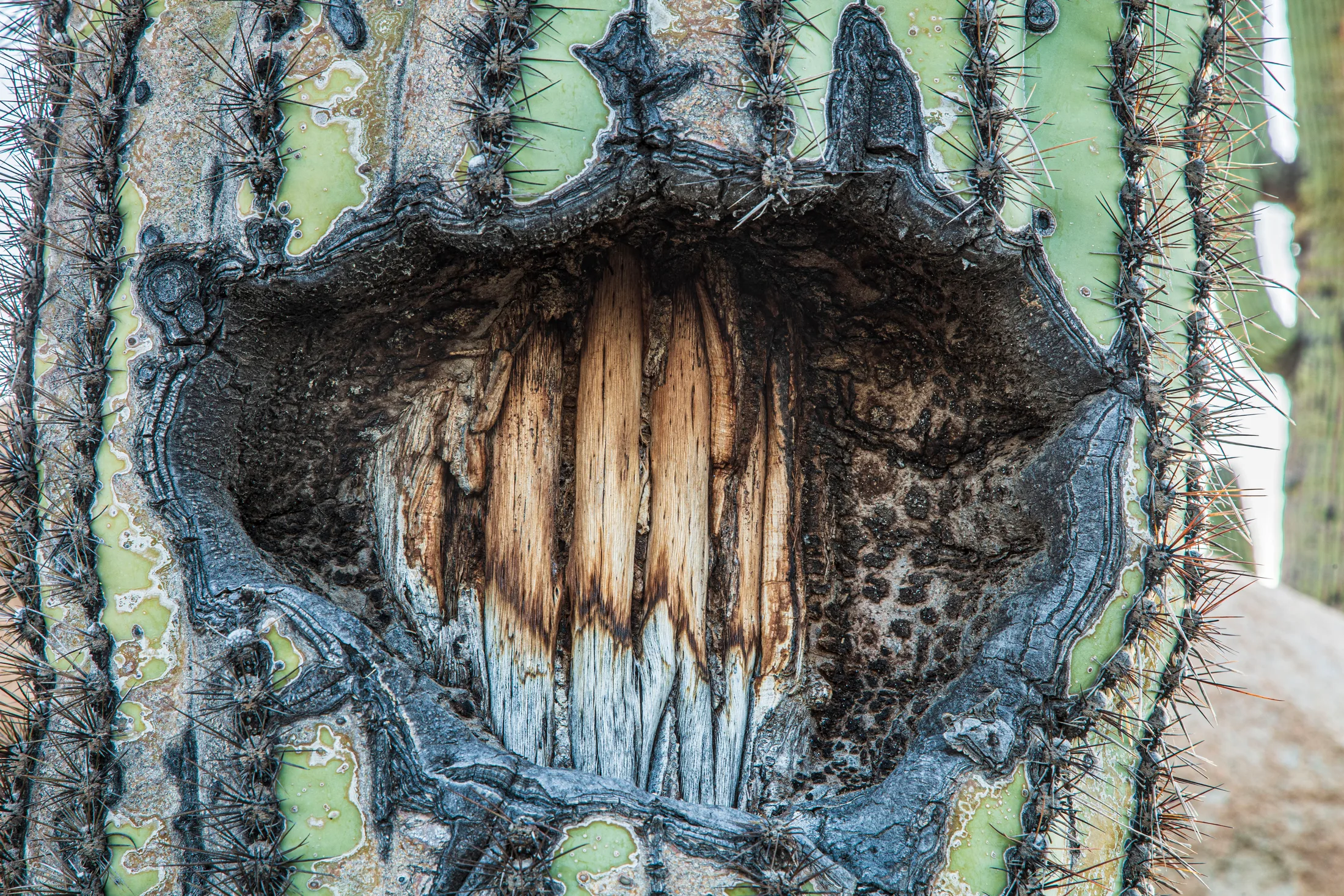 MFL (12) Cactus with Exposed Ribs Florence AZ Cactus with Exposed Ribs Florence AZ, flowers and plants, a fine art photograph by Michael Joseph Baca