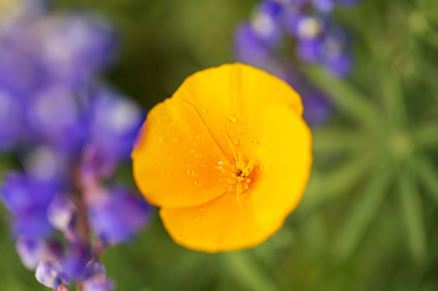 FJ036 California Poppy in Florence AZ California Poppy in Florence AZ, flowers and plants, a fine art photograph by Janell Evelyn Baca