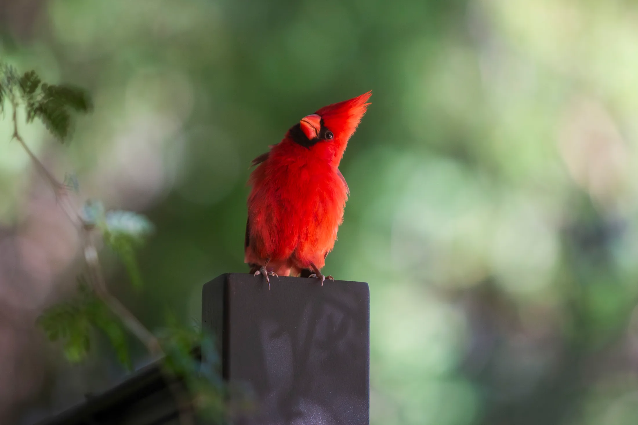 MAN (42) Cardinal at Boyce Thompson Arboretum Cardinal at Boyce Thompson Arboretum, animals, a fine art photograph by Michael Joseph Baca