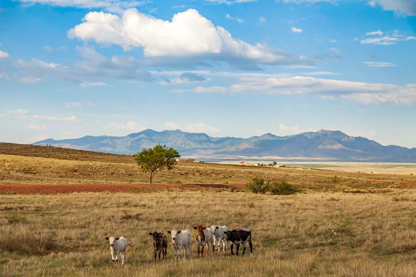 JZ001 cattle near Sonoita AZ cattle near Sonoita AZ, animals, a fine art photograph by Janell Evelyn Baca, Casa de Baca Studios, Florence, Arizona