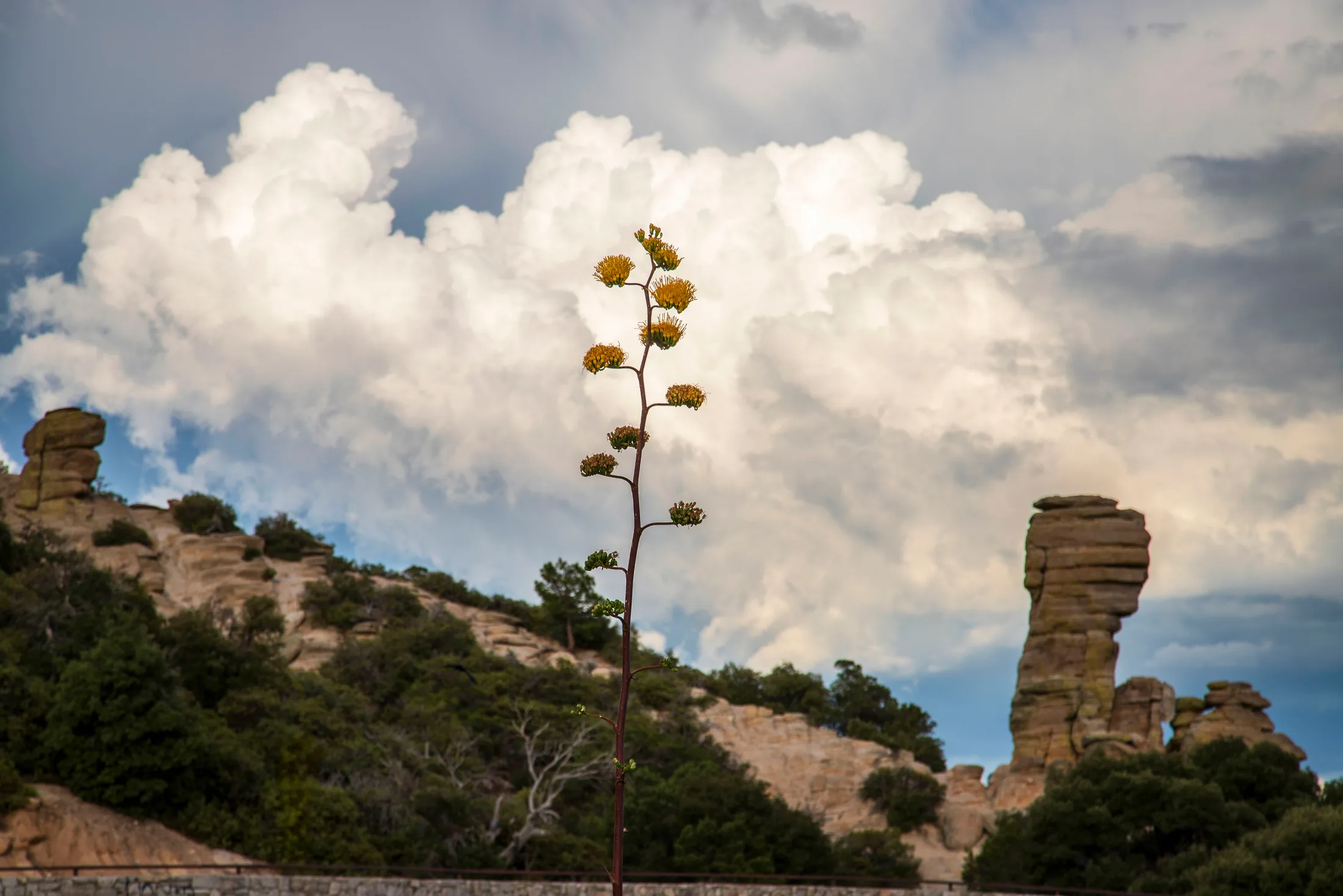 MLS (15) Century Plant Mount Lemon Arizona Century Plant Mount Lemon Arizona, landscape, a fine art photograph by Michael Joseph Baca