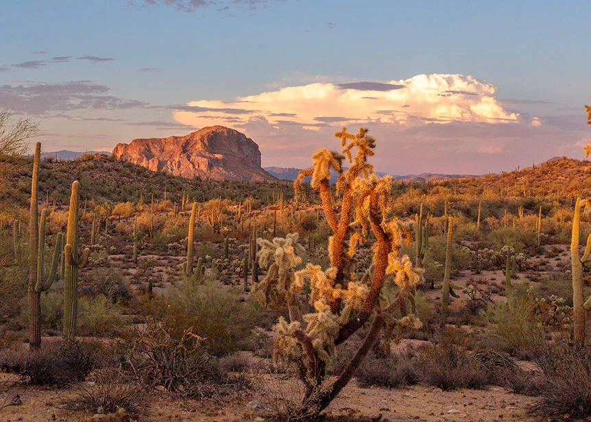 JS041 Cholla & South Butte Florence AZ Cholla & South Butte Florence AZ, sunset and sunrise, a fine art photograph by Janell Evelyn Baca
