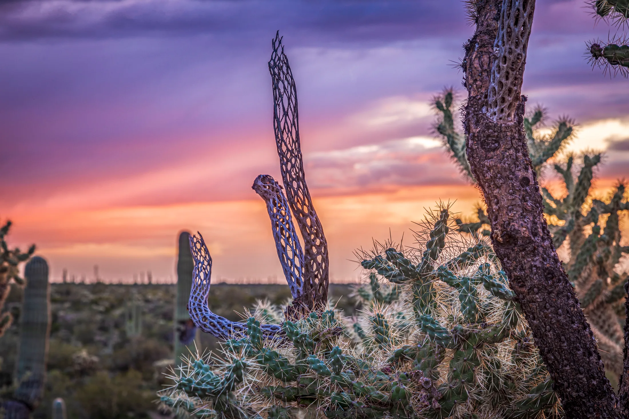 MSS (39) Cholla Sunset Florence AZ Cholla Sunset Florence AZ, a fine art photograph by Michael Joseph Baca, Casa de Baca Studios, Florence, Arizona