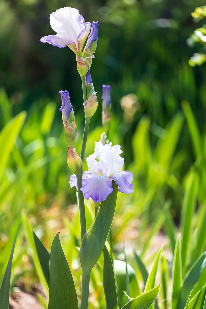 FJ026 'Clarence' bearded iris Boyce Thompson Arboretum 'Clarence' bearded iris Boyce Thompson Arboretum, flowers and plants, a fine art photograph by Janell Evelyn Baca
