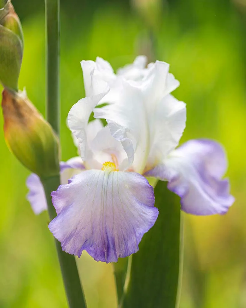 FJ022 Clarence reblooming bearded iris Boyce Thompson Arboretum Clarence reblooming bearded iris Boyce Thompson Arboretum, flowers and plants, a fine art photograph by Janell Evelyn Baca