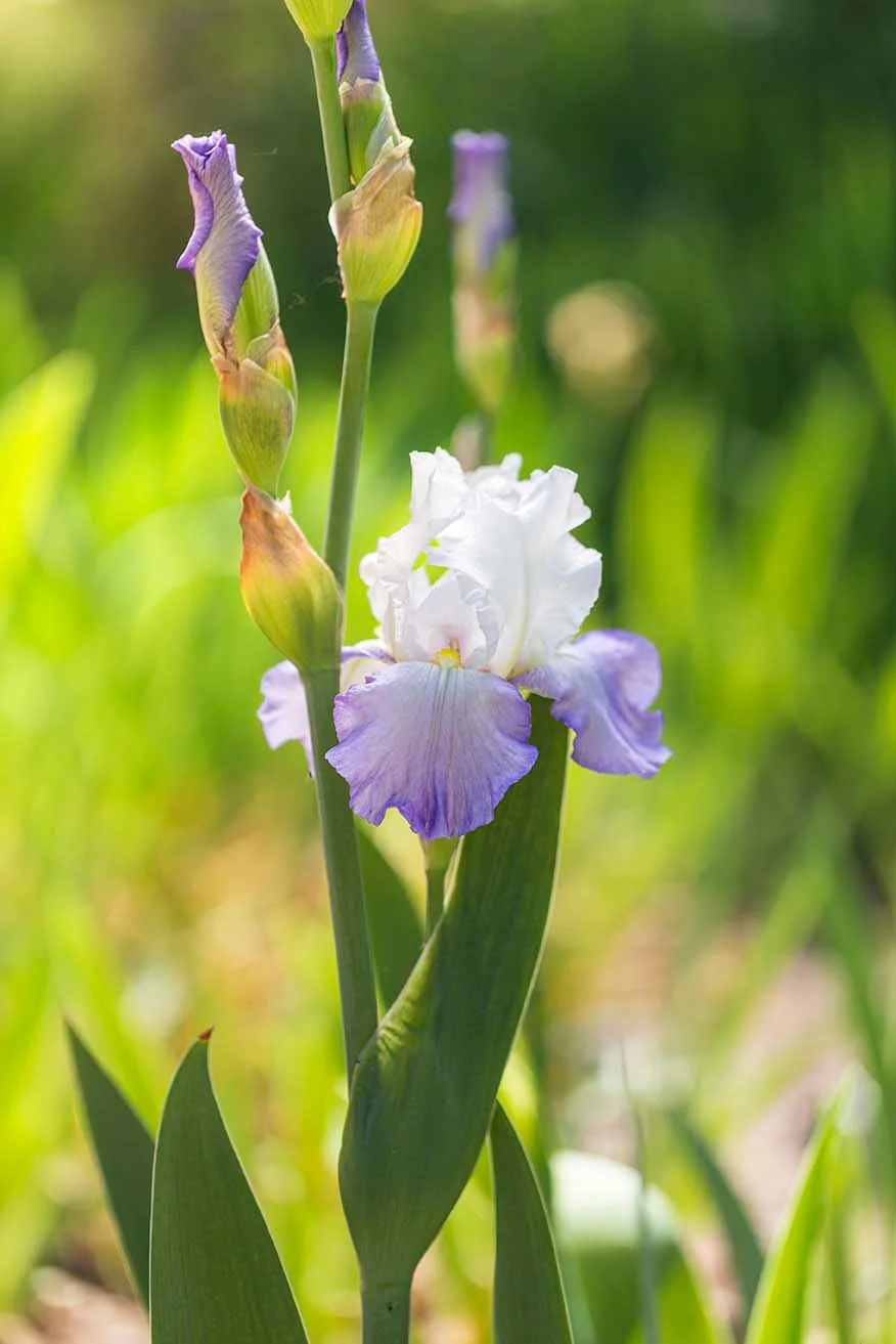 FJ023 'Clarence' reblooming Bearded Iris Boyce Thompson Arboretum 'Clarence' reblooming Bearded Iris Boyce Thompson Arboretum, flowers and plants, a fine art photograph by Janell Evelyn Baca