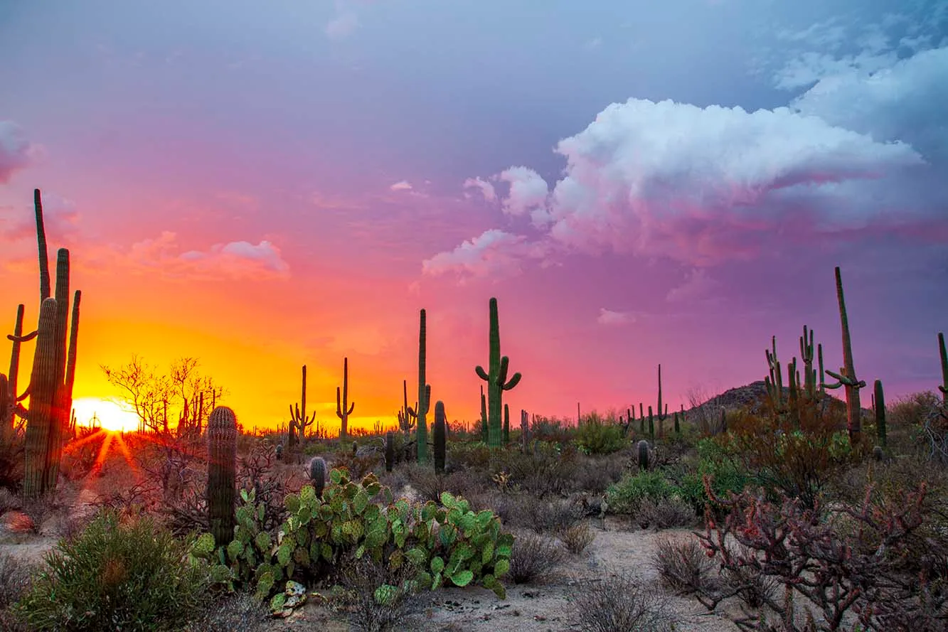 JS005 Colorful Sunset in Saguaro National Park Tucson AZ Colorful Sunset in Saguaro National Park Tucson AZ, a fine art photograph by Janell Evelyn Baca