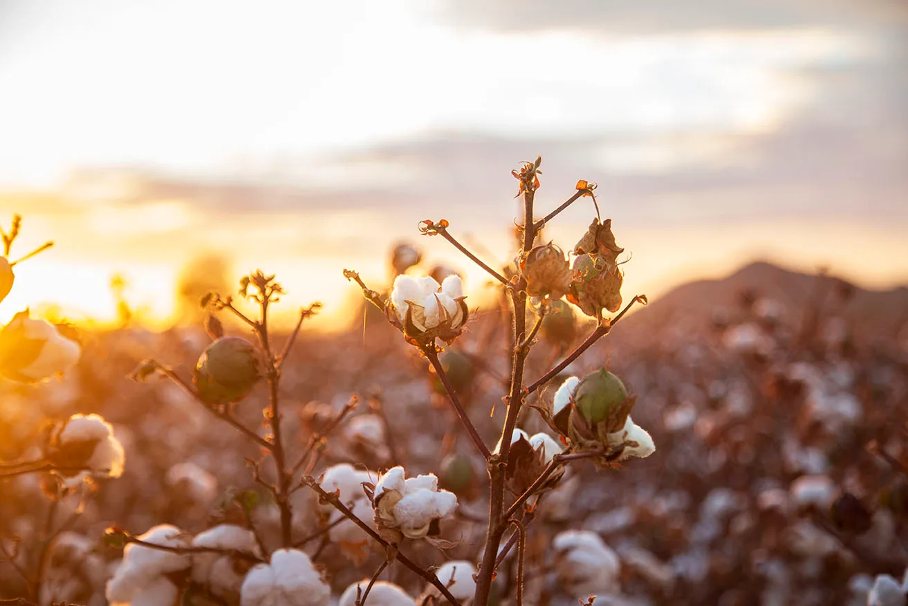 FJ034 Coolidge Cotton about to be picked Coolidge Cotton about to be picked, flowers and plants, a fine art photograph by Janell Evelyn Baca