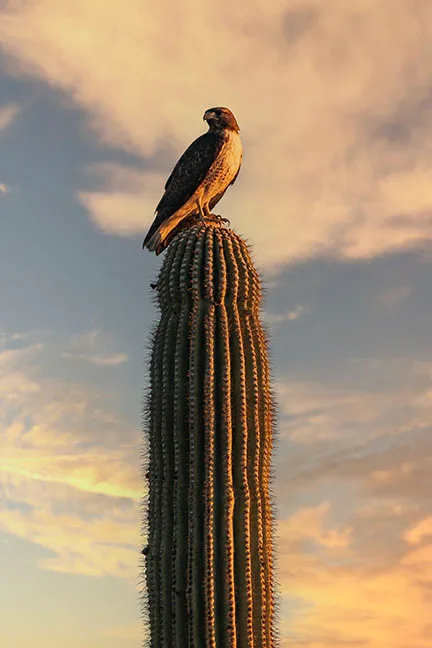 JZ009 Cooper's Hawk Florence AZ Cooper's Hawk Florence AZ, animals, a fine art photograph by Janell Evelyn Baca, Casa de Baca Studios, Florence, Arizona