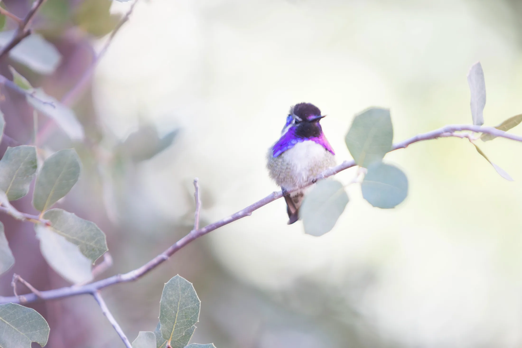 Man (17) Costa's Hummingbird Tucson AZ Costa's Hummingbird Tucson AZ, animals, a fine art photograph by Michael Joseph Baca, Casa de Baca Studios, Florence, Arizona