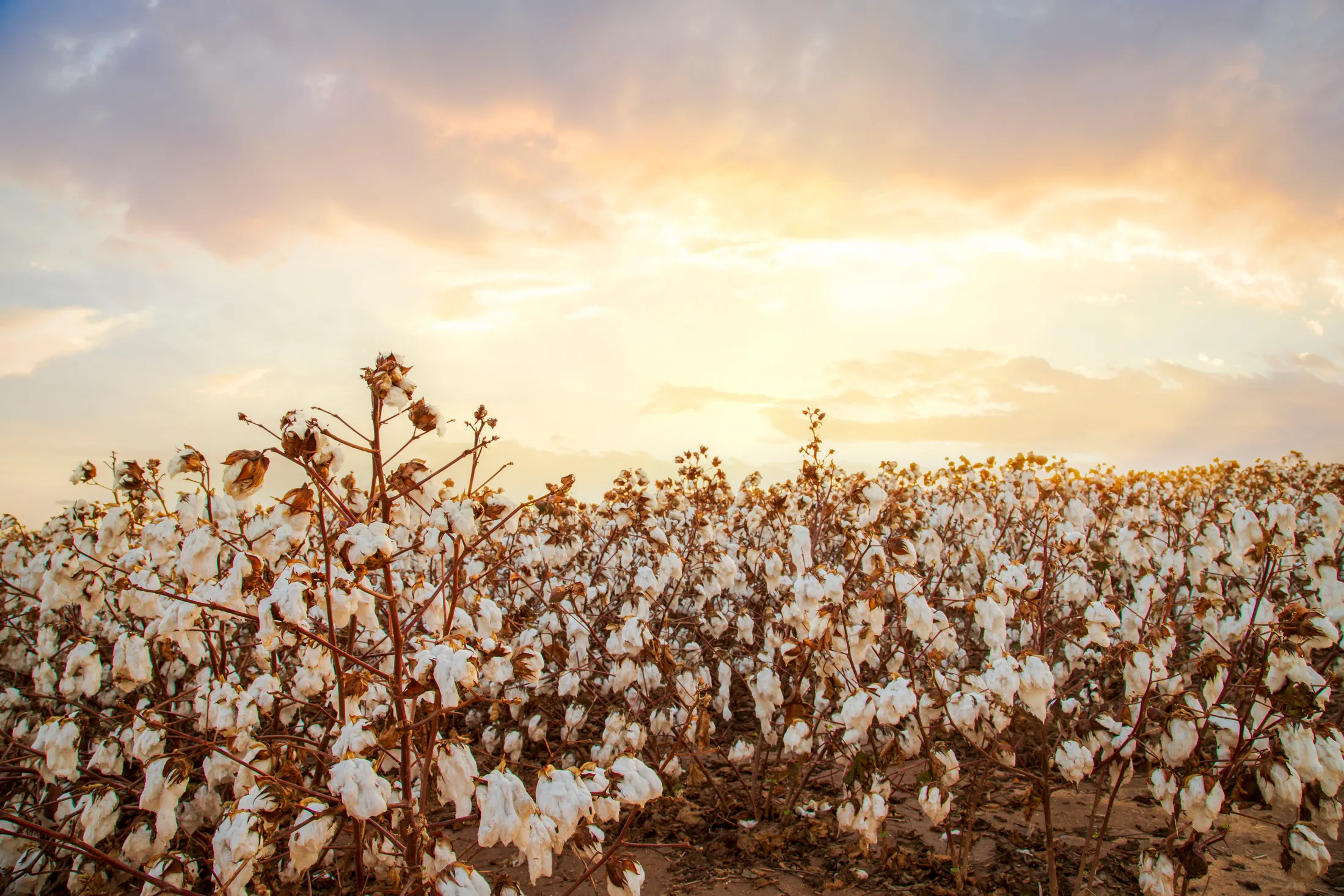 MFL (21) Cotton Coolidge AZ Cotton Coolidge AZ, flowers and plants, a fine art photograph by Michael Joseph Baca, Casa de Baca Studios, Florence, Arizona