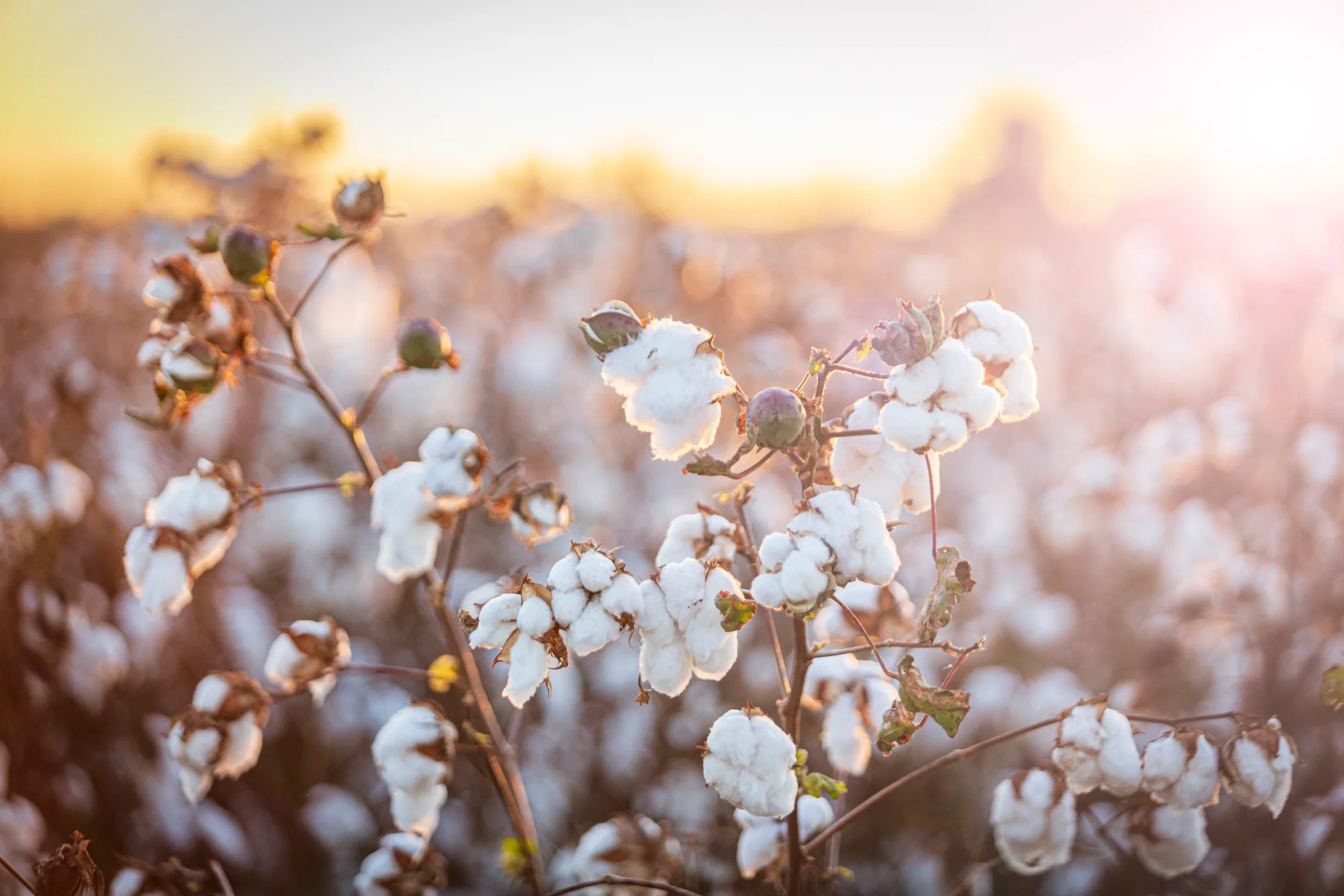 MFL (8) Cotton Florence AZ Cotton Florence AZ, flowers and plants, a fine art photograph by Michael Joseph Baca, Casa de Baca Studios, Florence, Arizona