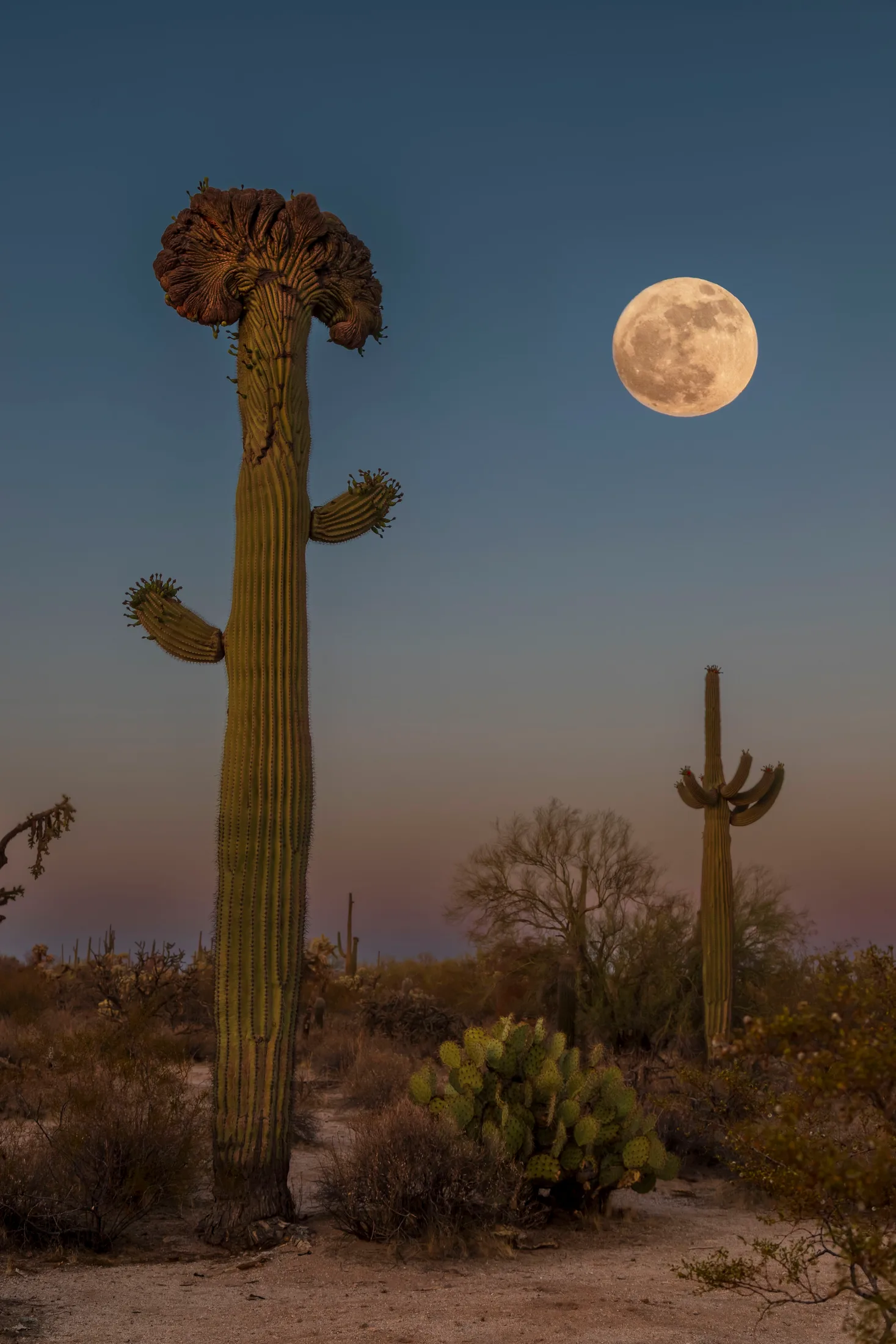 MMN (25) Crested Saguaro and Moon Florence AZ Crested Saguaro and Moon Florence AZ, a fine art photograph by Michael Joseph Baca, Casa de Baca Studios, Florence, Arizona