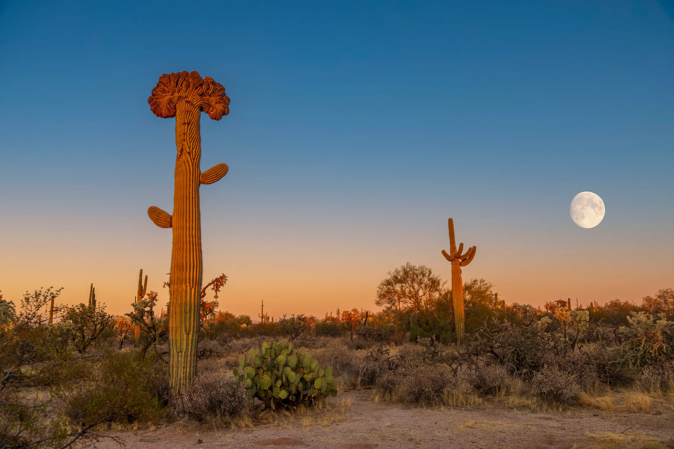 MMN (30) Crested Saguaro and Moon florence Kelvin Hwy Crested Saguaro and Moon florence Kelvin Hwy, a fine art photograph by Michael Joseph Baca