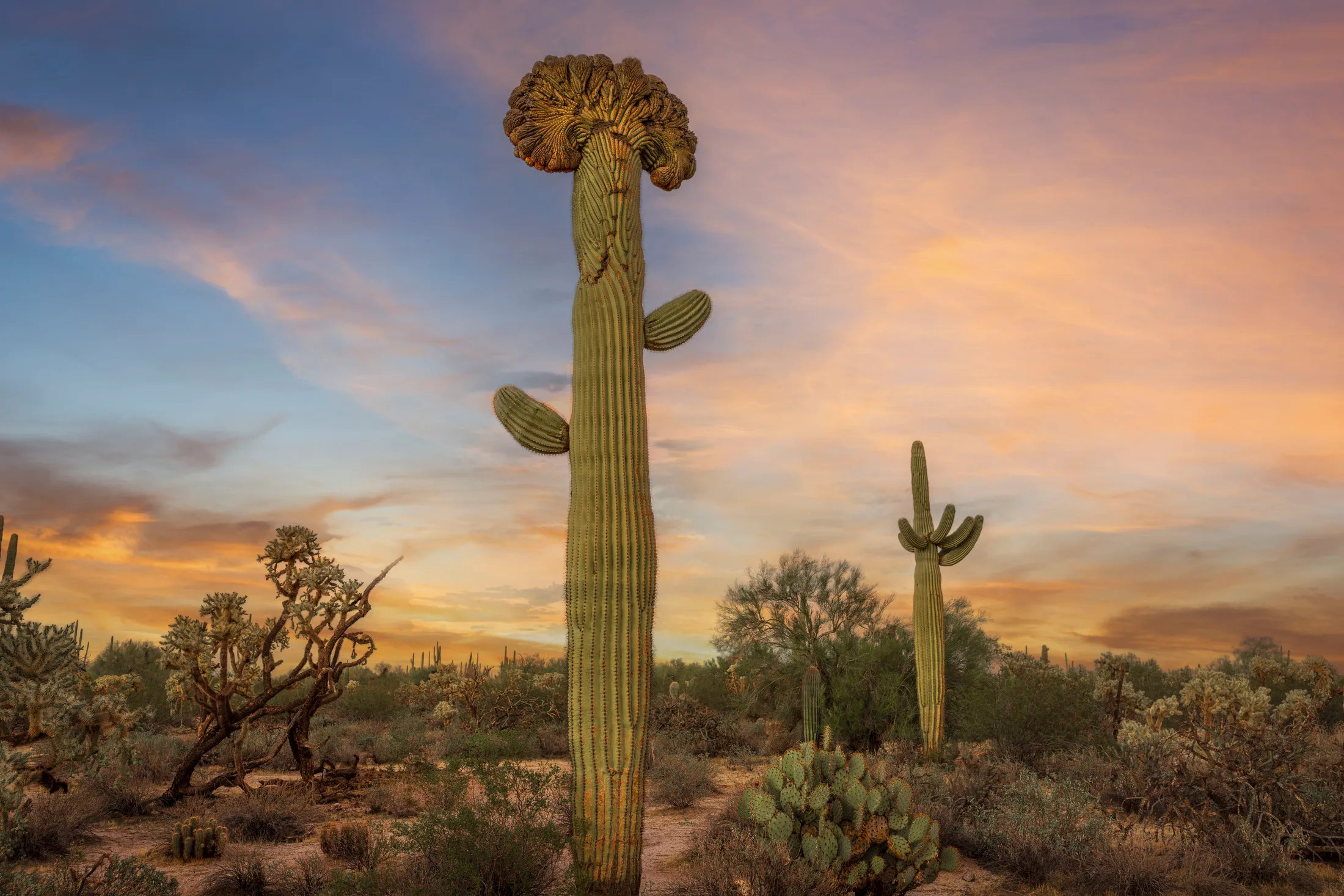 MSS (98) Crested Saguaro Florence AZ Crested Saguaro Florence AZ, sunset and sunrise, a fine art photograph by Michael Joseph Baca
