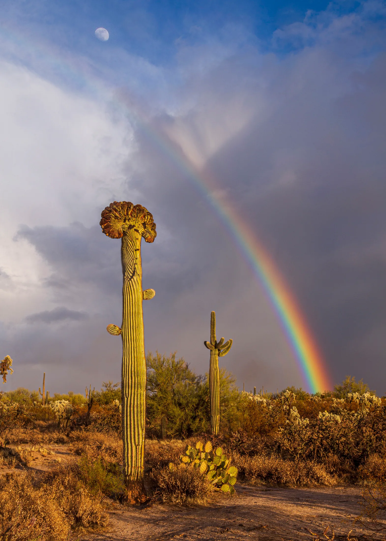 MMN (19) Crested Saguaro Rainbow and Moon Florence AZ Crested Saguaro Rainbow and Moon Florence AZ, a fine art photograph by Michael Joseph Baca