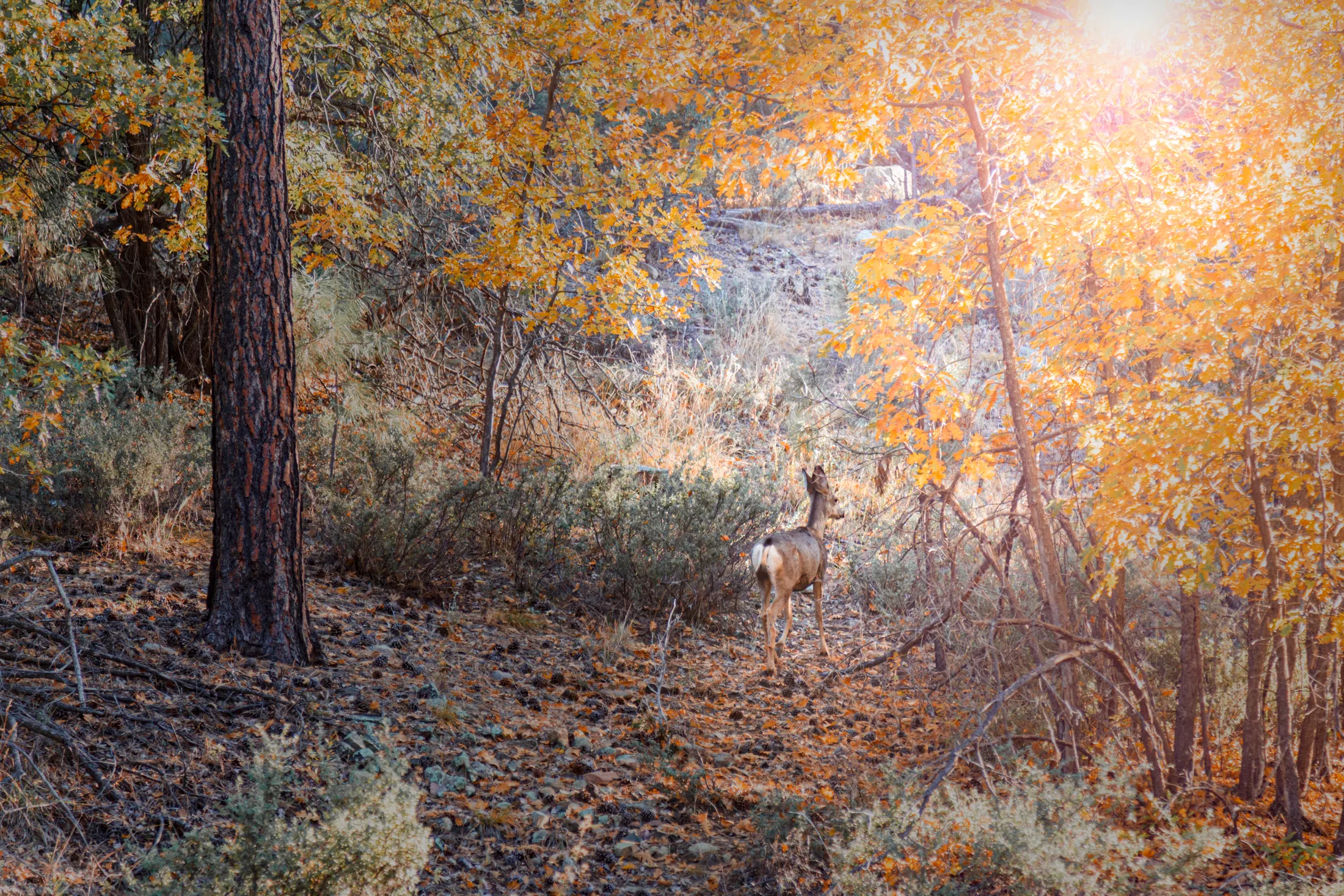 Man (14) Deer in Prescott AZ Deer in Prescott AZ, animals, a fine art photograph by Michael Joseph Baca, Casa de Baca Studios, Florence, Arizona