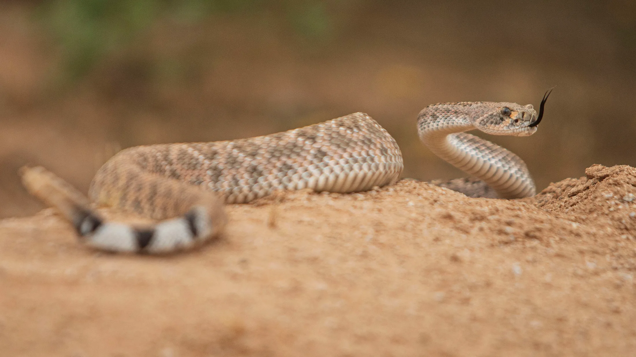 MAN (64) Diamondback Eloy AZ Diamondback Eloy AZ, animals, a fine art photograph by Michael Joseph Baca, Casa de Baca Studios, Florence, Arizona