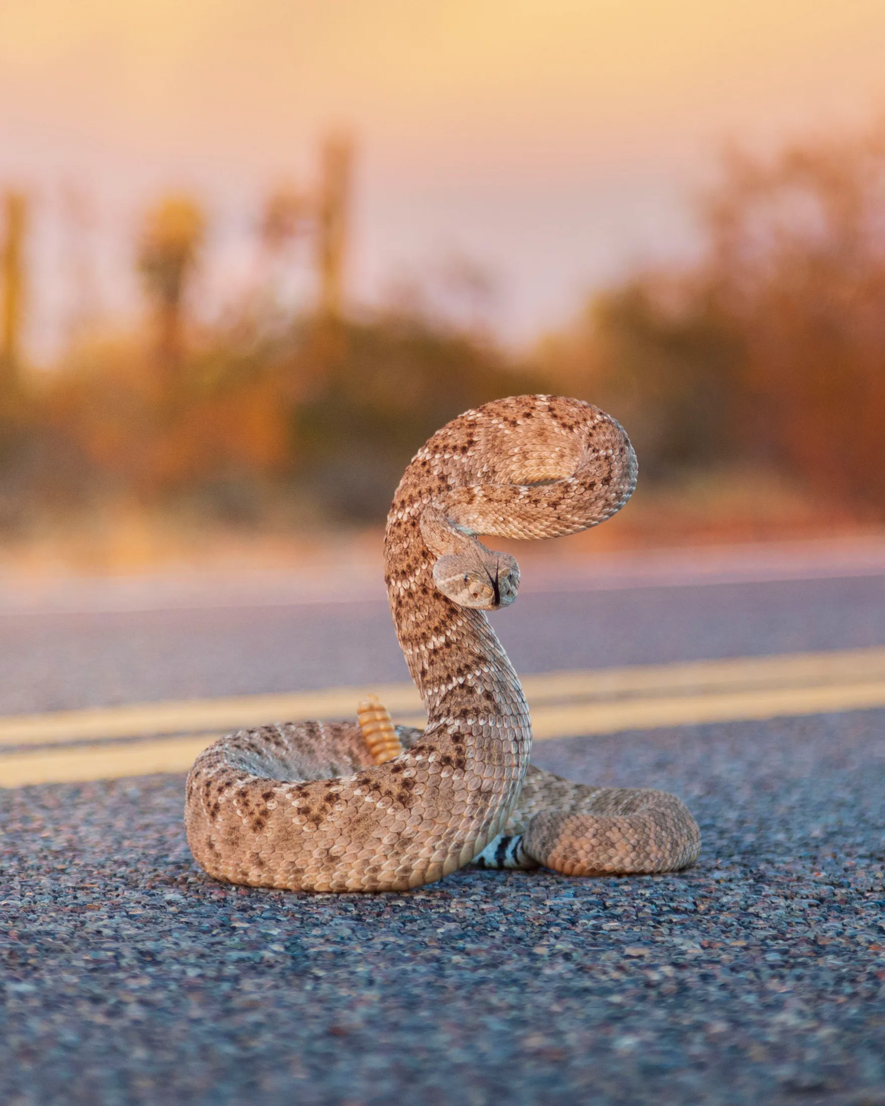 MAN (40) Diamondback Rattlesnake Florence AZ Diamondback Rattlesnake Florence AZ, animals, a fine art photograph by Michael Joseph Baca
